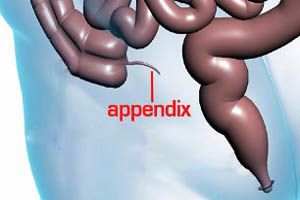 what-is-the-role-of-the-appendix-in-the-body