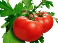 خواص درمانی و غذایی گوجه ‌فرنگى