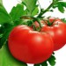خواص درمانی و غذایی گوجه ‌فرنگى