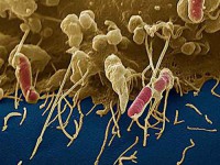 باکتری ای کولای چیست؟