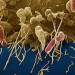 باکتری ای کولای چیست؟