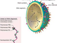 ویروس H5N1 چیست؟
