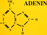 ویتامین ب ۴ (B4) یا آدنین