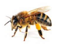 آیا زهر زنبور برای پیشگیری از سرطان فایده دارد؟