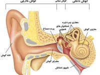 رفتارهای خطرناک برای قوه‌ شنوایی