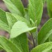 مریم گلی،گیاهی برای تقویت حافظه‌ی شما