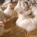 چگونه از مرغ و تخم‌مرغ آنفلوآنزا نگیریم؟