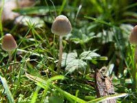 درمان افسردگی با قارچ‌های جادویی