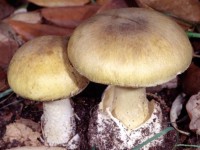 چگونه از مسمومیت با قارچ های سمی پیشگیری کنیم؟