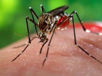 ارتباط بین گروه خونی و گزیدگی حشرات