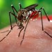 ارتباط بین گروه خونی و گزیدگی حشرات