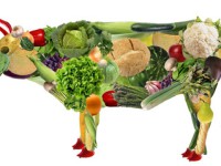 آشنایی با مواد غذایی مفید برای گیاه خواران