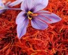 بخش های مختلف گیاه زعفران مصرف می شود؟