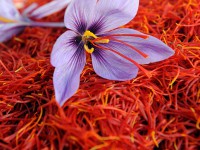 بخش های مختلف گیاه زعفران مصرف می شود؟