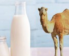 مزایای نوشیدن شیر شتر به جای شیر گاو!