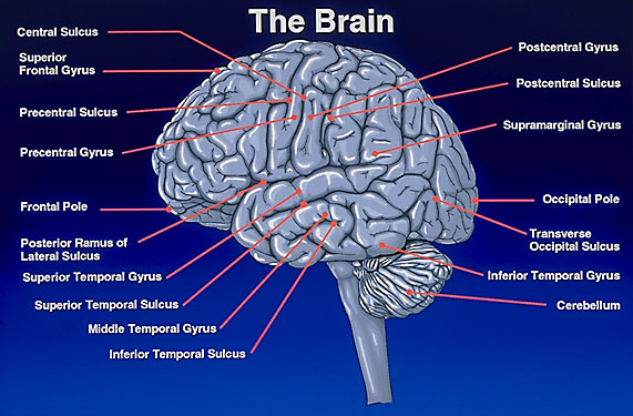 اجزای تشکیل دهنده ی مغز