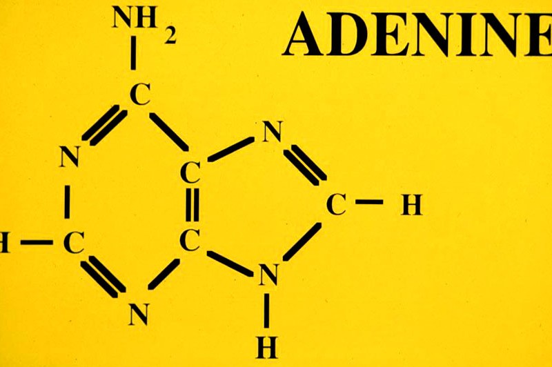 adenine