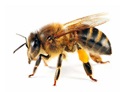 آیا زهر زنبور برای پیشگیری از سرطان فایده دارد؟