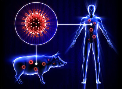 خطر واقعاً جدی است؛همه چیز درباره آنفلوانزای خوکی