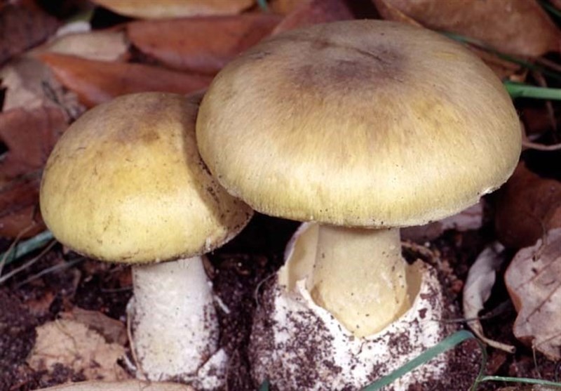 چگونه از مسمومیت با قارچ های سمی پیشگیری کنیم؟