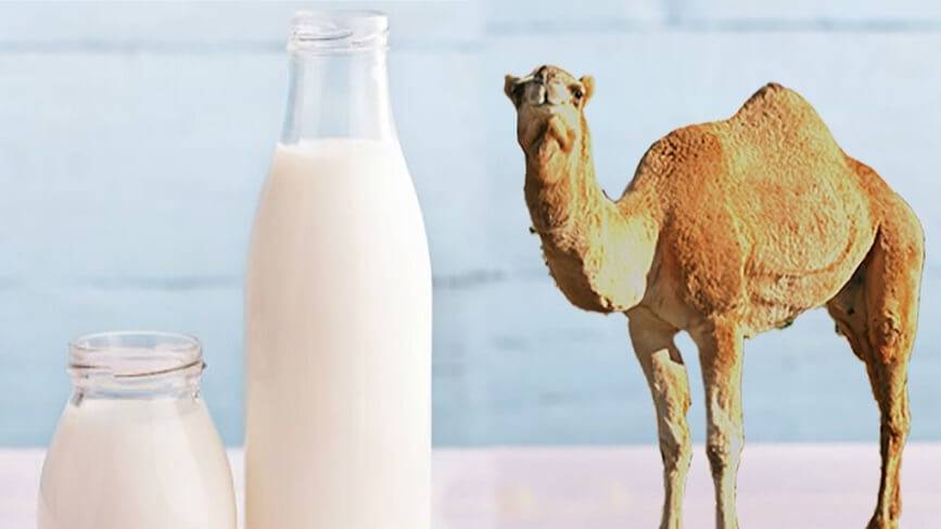 مزایای نوشیدن شیر شتر به جای شیر گاو!